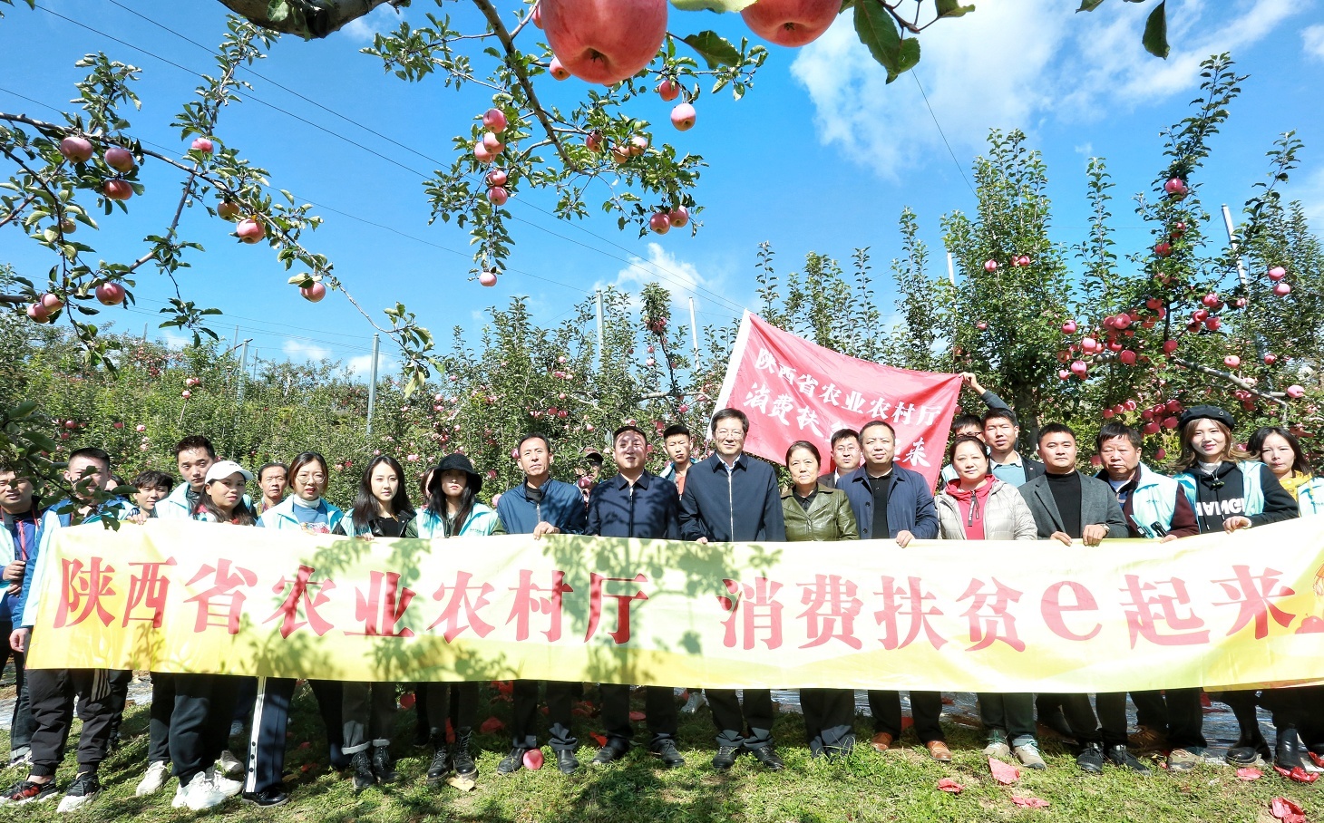 苹果种植致富项目_致富种植苹果项目介绍_种植苹果赚钱吗