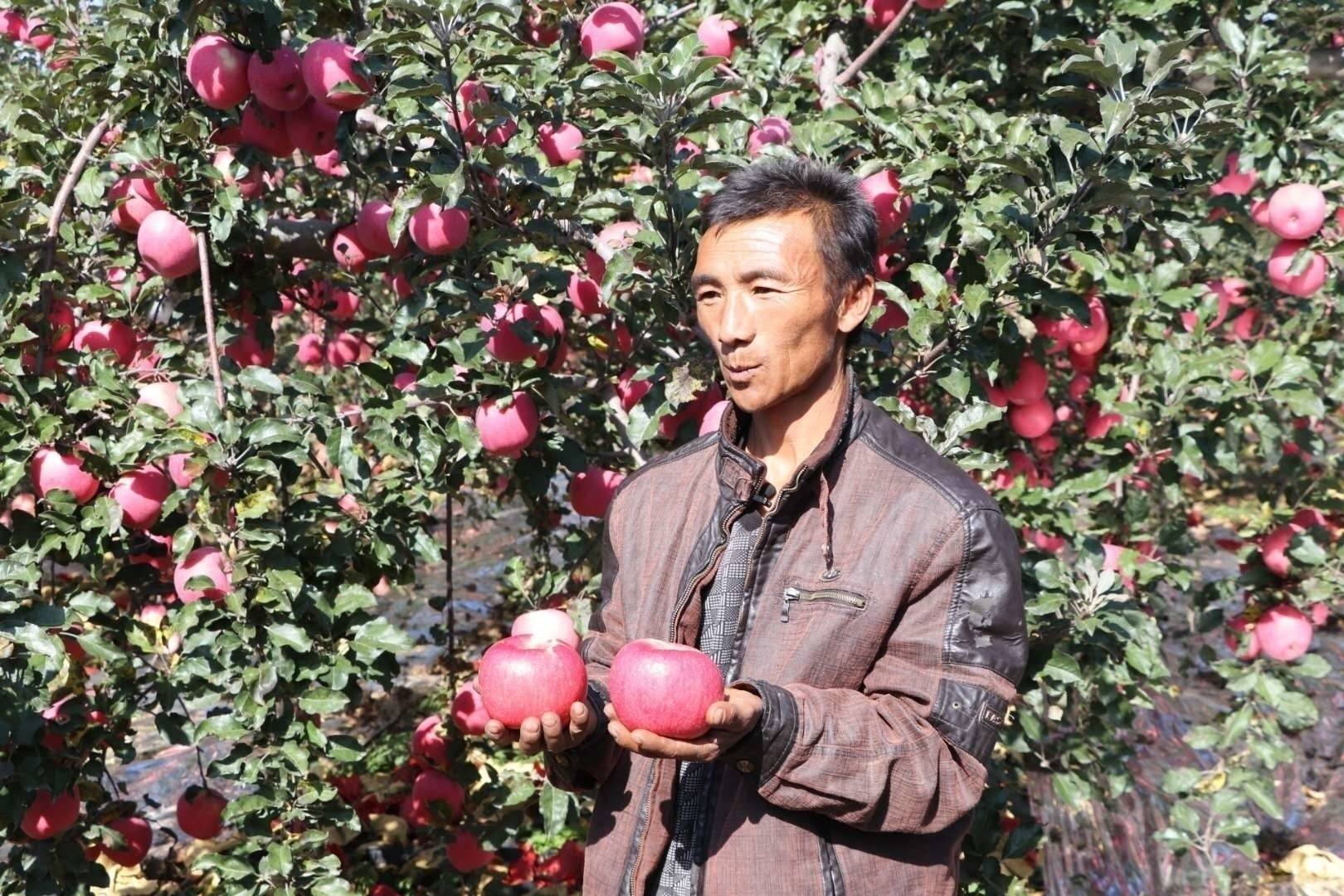 苹果种植致富项目_致富种植苹果项目介绍_种植苹果赚钱吗