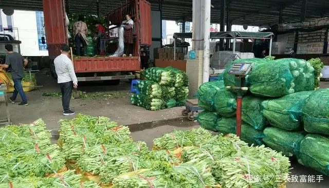 农村种植致富案例_致富种植农村故事视频_农村种植致富故事