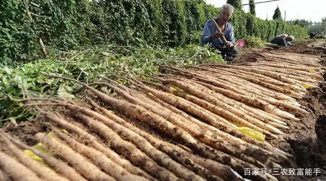 农村种植致富案例_致富种植农村故事视频_农村种植致富故事