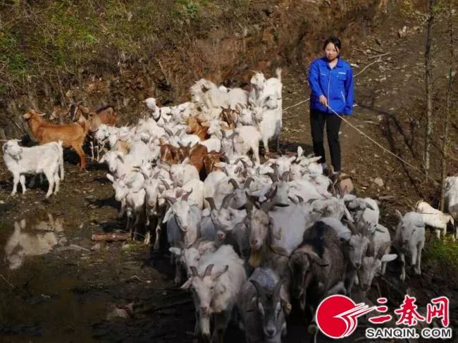 女大学生返乡创业，成立养殖专业合作社带领群众共同致富