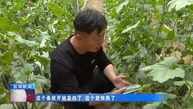 种植甜瓜致富_种甜瓜赚钱吗_致富种植甜瓜怎么样