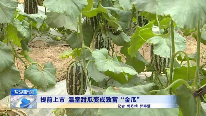 种植甜瓜致富_致富种植甜瓜怎么样_种甜瓜赚钱吗