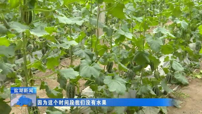 致富种植甜瓜怎么样_种植甜瓜致富_种甜瓜赚钱吗