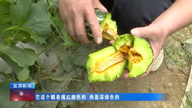 种甜瓜赚钱吗_致富种植甜瓜怎么样_种植甜瓜致富