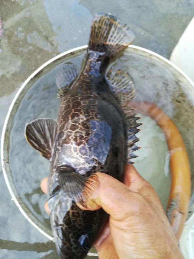 石斑鳜鱼养殖_石斑鳜百度百科_致富经石斑鳜养殖视频