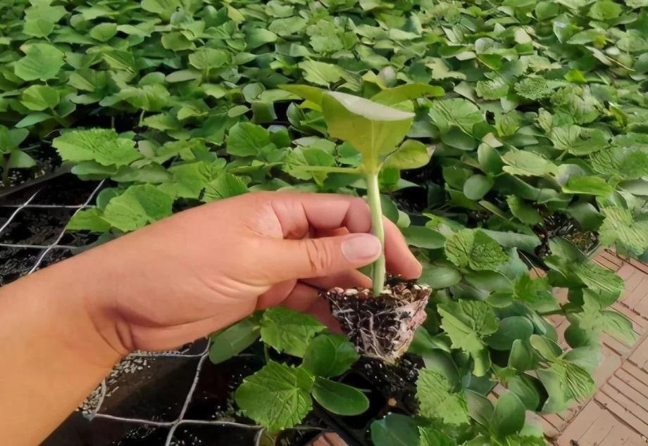 致富种植创业项目_致富种植视频全集_种植什么最快致富