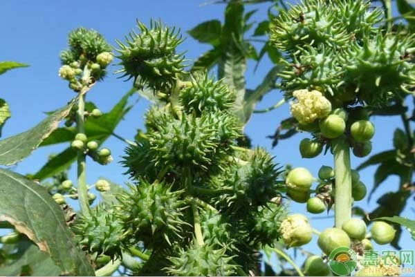 致富种植专业合作社_致富种植视频全集_种植什么最快致富