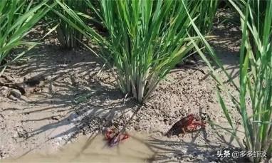 龙虾养殖技术指导视频_视频龙虾养殖技术小知识_养殖小龙虾技术视频