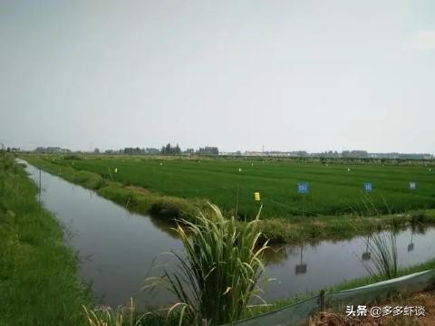 视频龙虾养殖技术小知识_养殖小龙虾技术视频_龙虾养殖技术指导视频