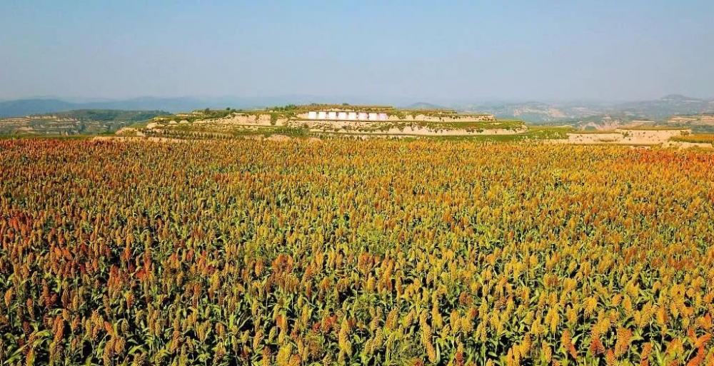 高粱种植致富方法_种植高粱效益怎么样_致富高粱种植方法图片