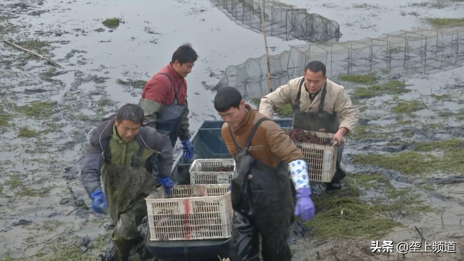 视频龙虾养殖技术小知识_养殖小龙虾技术视频_养殖龙虾视频大全