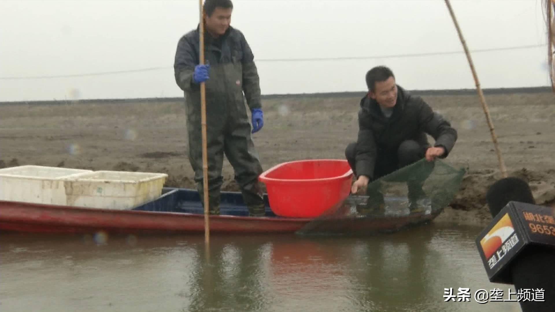 养殖小龙虾技术视频_养殖龙虾视频大全_视频龙虾养殖技术小知识