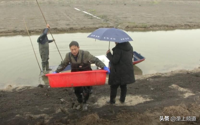 养殖龙虾视频大全_养殖小龙虾技术视频_视频龙虾养殖技术小知识