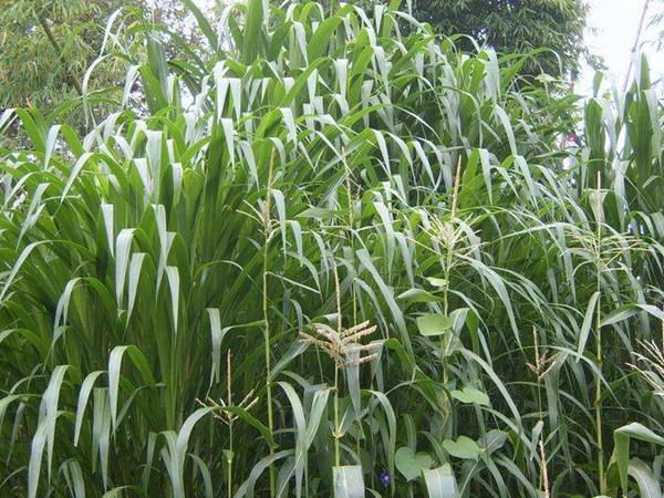 一头母牛一年多少饲草，需要种植几亩饲草