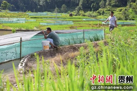 致富养殖杂交鱼怎么样_养殖致富杂交鱼_杂交生鱼最新养殖技术