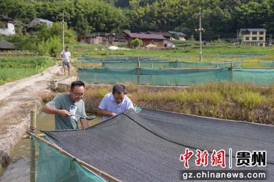 养殖致富杂交鱼_致富养殖杂交鱼怎么样_杂交生鱼最新养殖技术