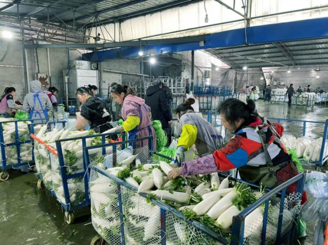 白萝卜的除草规律_白萝卜除草用什么药好_白萝卜种植除草技术