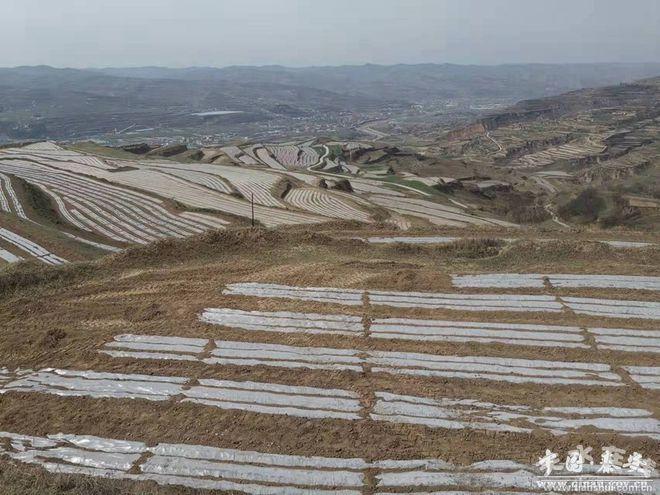 三农种植致富技术_致富三农种植_三农致富经种植项目