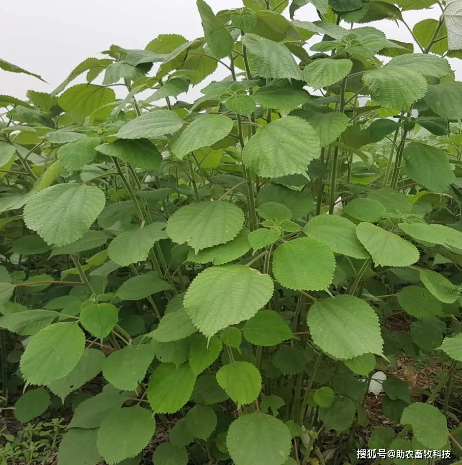 致富种植牧草养牛好吗_种植牧草养牛致富_种植牧草养牛有利润吗