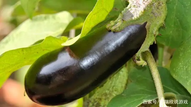 茄子大棚种植早春技术要点_茄子大棚种植早春技术与管理_早春大棚茄子种植技术