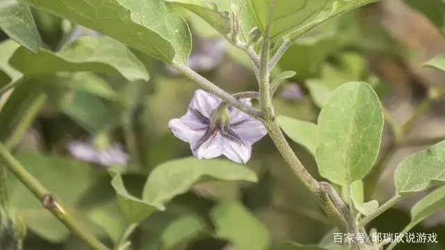 茄子大棚种植早春技术与管理_茄子大棚种植早春技术要点_早春大棚茄子种植技术