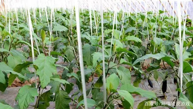 早春大棚茄子种植技术_茄子大棚种植早春技术与管理_茄子大棚种植早春技术要点