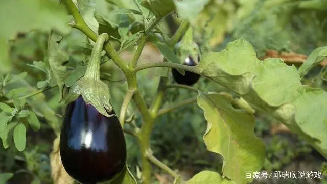 茄子大棚种植早春技术要点_茄子大棚种植早春技术与管理_早春大棚茄子种植技术