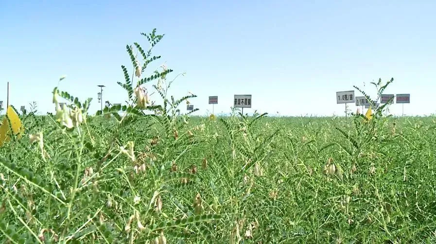 甘肃定西党参种植基地_甘肃党参种植致富_致富甘肃种植党参视频