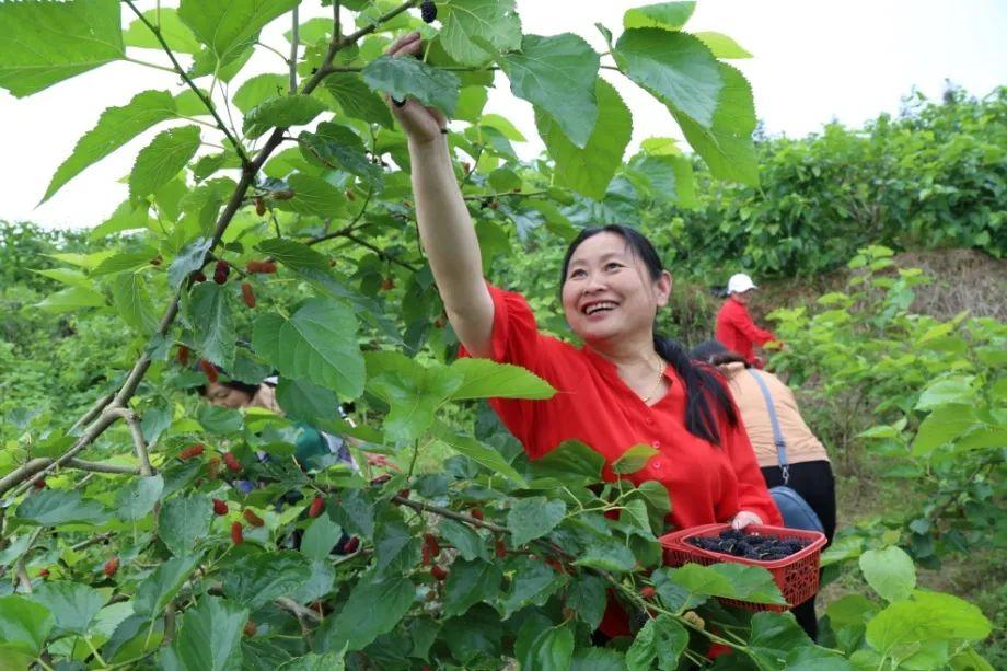 致富种植窝笋图片_窝笋种植致富_窝笋种植利润