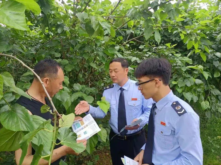 致富种植窝笋图片_窝笋种植利润_窝笋种植致富