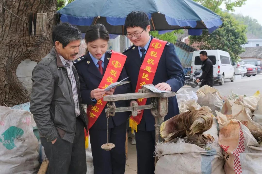 致富种植窝笋图片_窝笋种植利润_窝笋种植致富