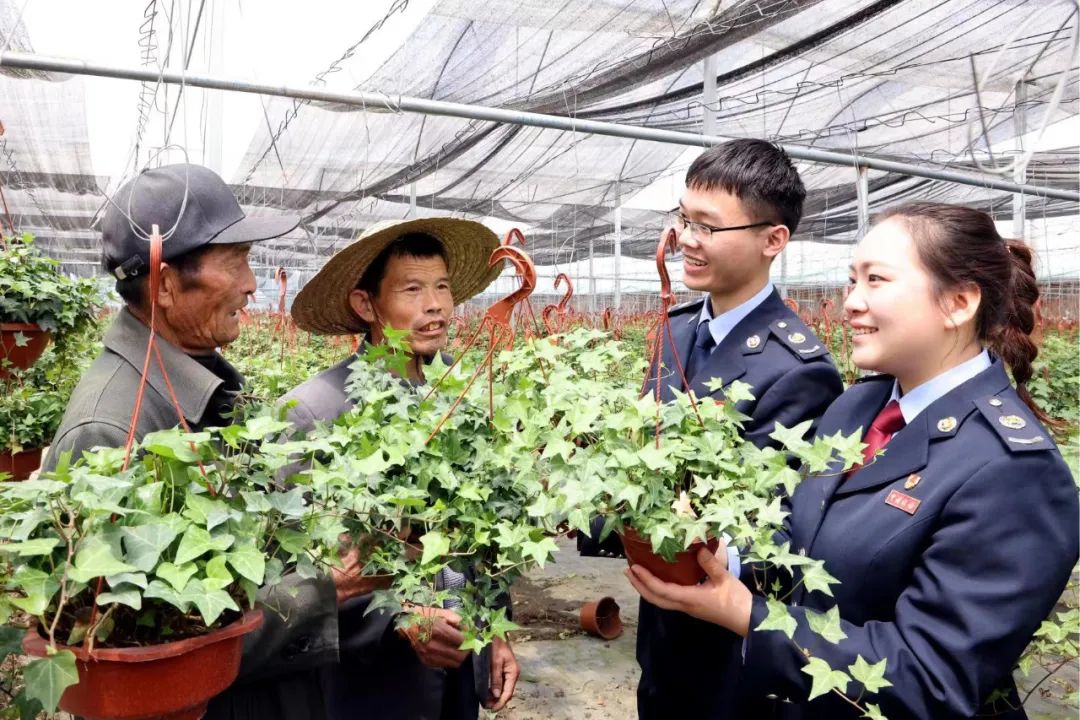 窝笋种植利润_窝笋种植致富_致富种植窝笋图片