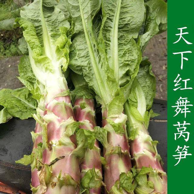致富种植窝笋图片大全_窝笋种植利润_窝笋种植致富