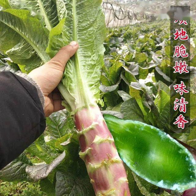 窝笋种植利润_致富种植窝笋图片大全_窝笋种植致富