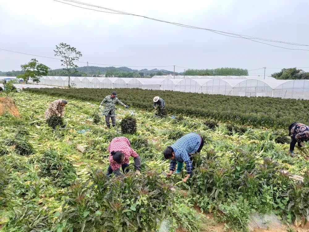 罗岭镇罗岭社区：莴笋喜获丰收 乡村产业兴旺