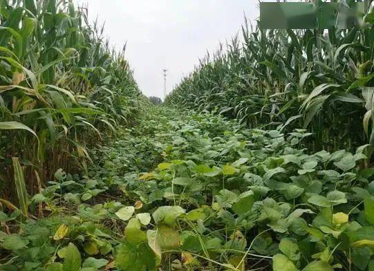 种植大豆技术时间多久_大豆的种植技术时间_种植大豆技术时间多长