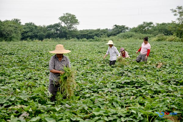 九姑：小红薯助力乡村振兴“大产业”