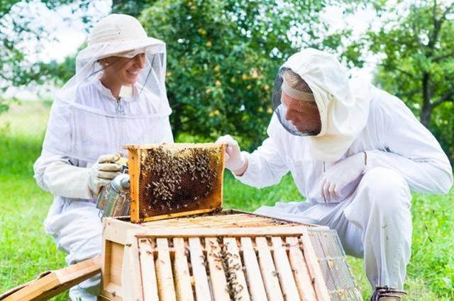 育蜂王养殖技术_育养殖蜂王技术视频教程_蜂王养殖技术培育蜂王的方法