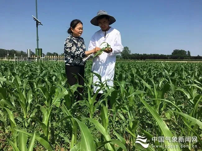 大豆的种植技术时间_大豆种植要点_种植大豆技术时间多长