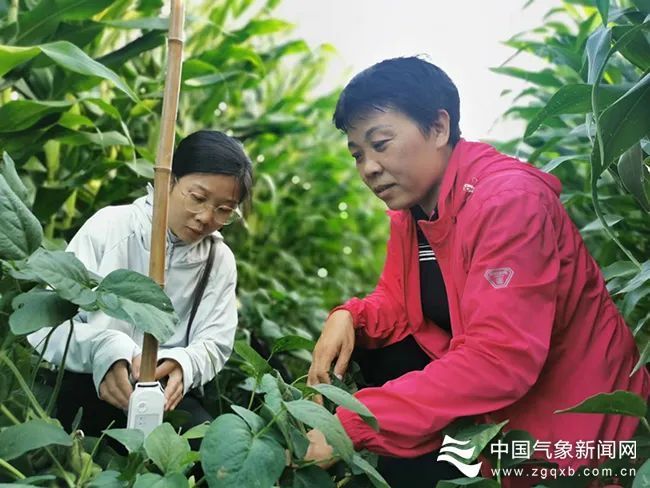 大豆的种植技术时间_大豆种植要点_种植大豆技术时间多长