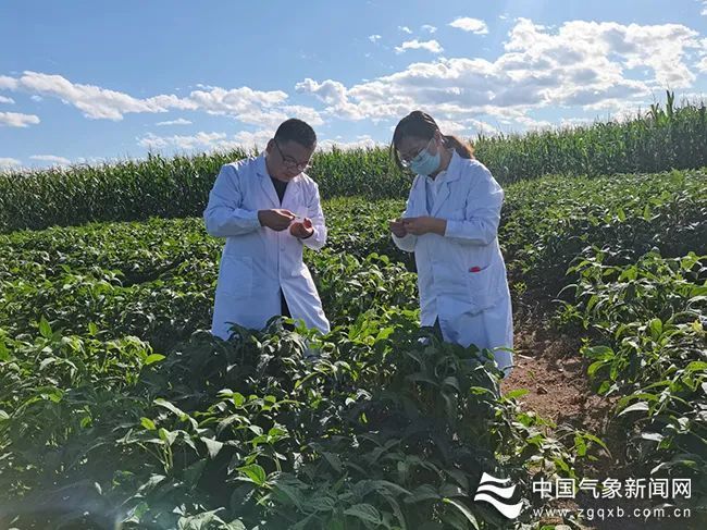 大豆的种植技术时间_种植大豆技术时间多长_大豆种植要点