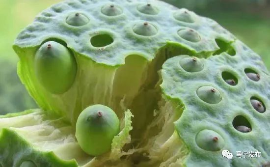 致富种植莲蓬怎么样_种植莲蓬致富吗_致富种植莲蓬视频