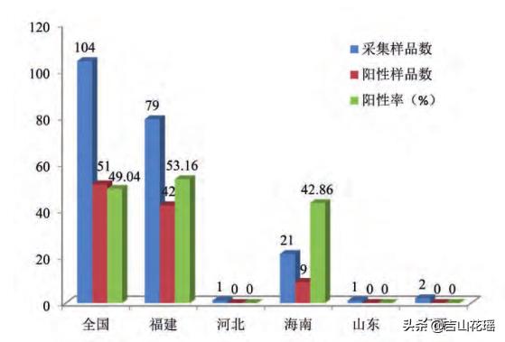 海南养石斑鱼是不是传销_海南石斑鱼苗_海南养殖石斑鱼技术