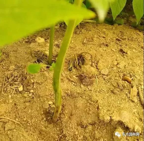 番茄越冬再生种植技术_番茄再生栽培技术_再生番茄越冬种植技术要点