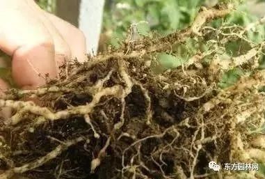 再生番茄越冬种植技术要点_番茄再生栽培技术_番茄越冬再生种植技术