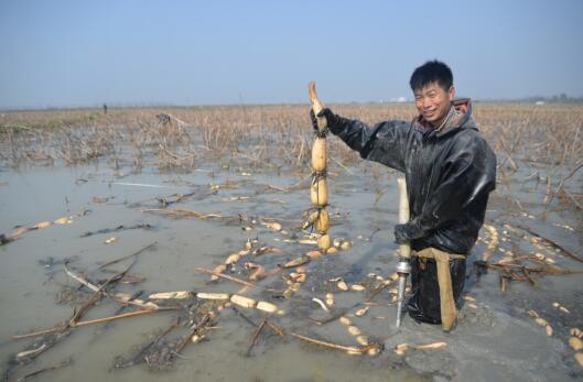 合肥肥西县丰乐镇打造莲藕扶贫产业园 助力群众脱贫致富