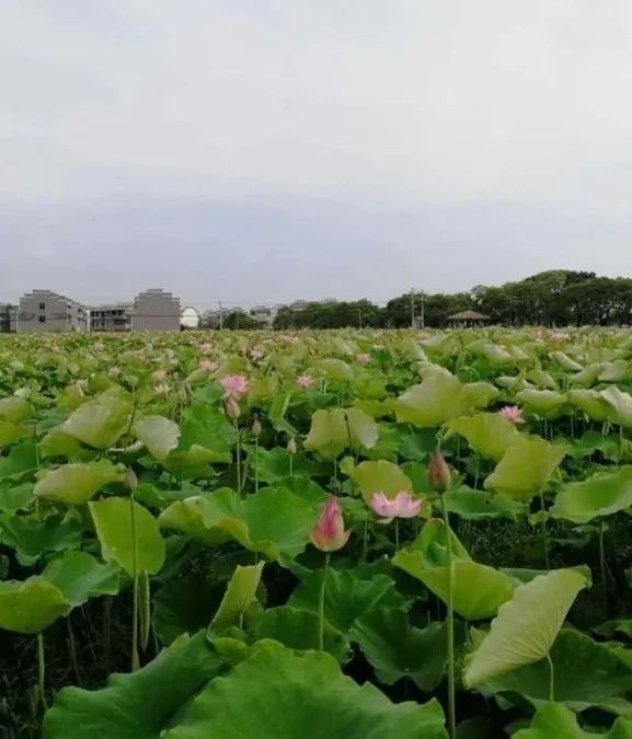 种植莲蓬收入怎么样_种植莲蓬致富吗_致富种植莲蓬视频