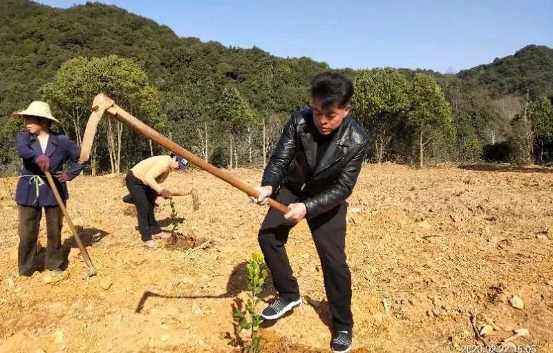 种植莲蓬致富吗_种植莲蓬收入怎么样_致富种植莲蓬视频