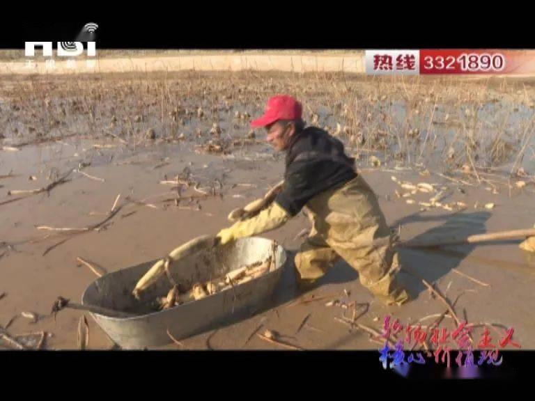 【主流媒体看山城】山城区黑家岗村：土坑里种出“致富莲藕”